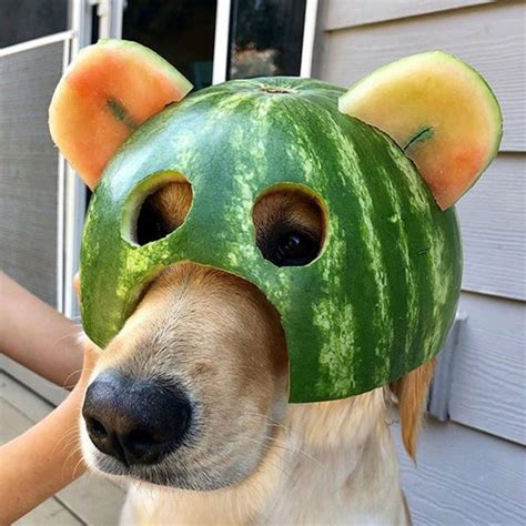 Dogs In Watermelon Helmets | Funniest Pins