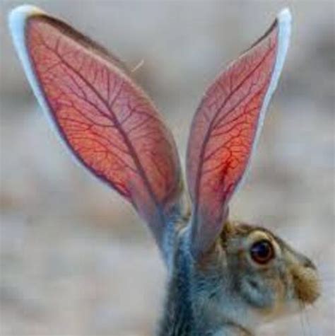 🔥 These ears on a young antelope jackrabbit : r/NatureIsFuckingLit