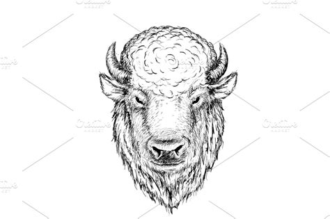 Buffalo | Pre-Designed Illustrator Graphics ~ Creative Market