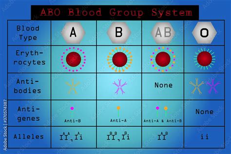 ABO blood group system and allele of ABO blood group. classification of blood group. Stock ...