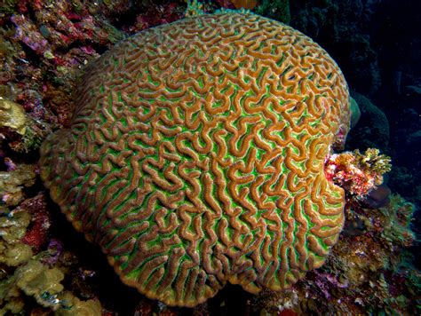 File:Colpophyllia natans (Boulder Brain Coral) entire colony.jpg - Wikimedia Commons