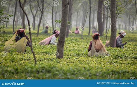 Workers at a Tea Garden in Assam Editorial Photography - Image of ...