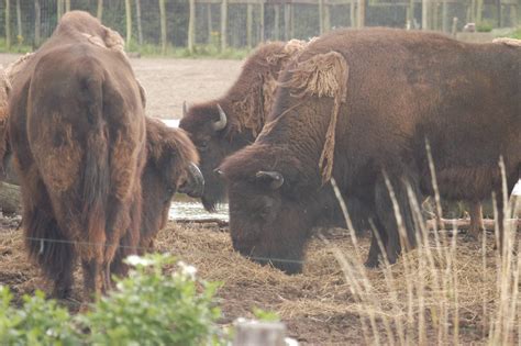 Rotterdam Zoo 2011 - Bison - ZooChat