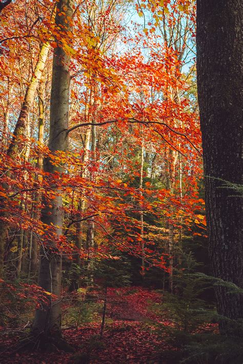 Hamsterley forest Autumn | Richard Todd | Flickr