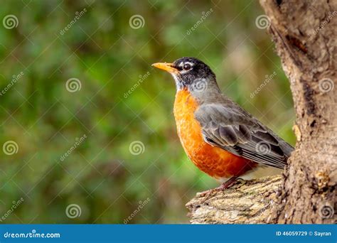 Red Robin stock image. Image of bird, outdoors, high - 46059729