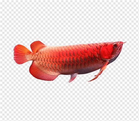 Bahan arowana, merah, ikan peliharaan, ikan hias png | PNGWing