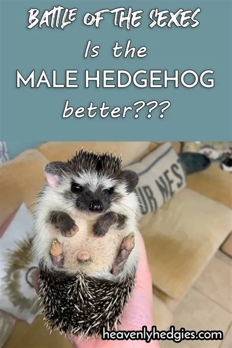 Exploring The Male Hedgehog - Heavenly Hedgies