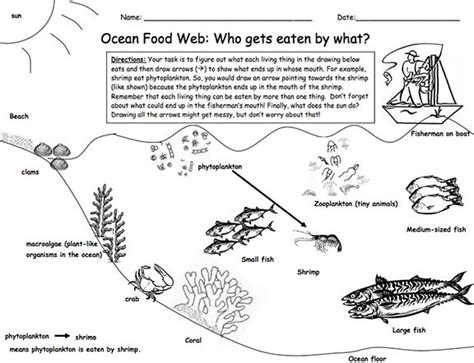 Here's a lesson and materials on a marine food web. | Life science ...