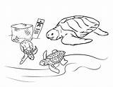 Printable Sea Turtle sketch template