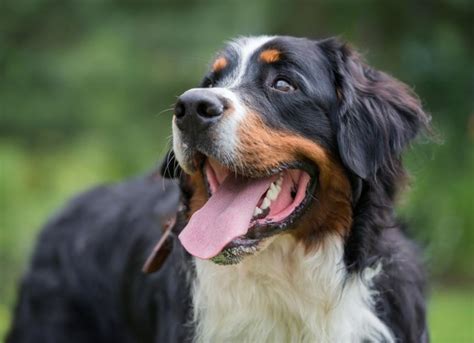 Bernese Mountain Dog Breed Health and Care | PetMD