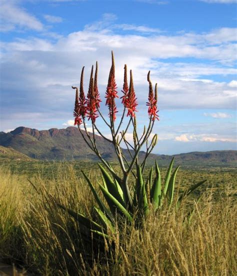 Namibia Camping Lovers, Camping Trips, Namibia, Plant Tattoo, Out Of ...