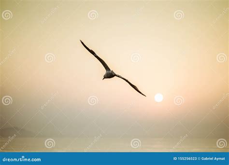 Gull Flying Over the Sea with the Sunset Stock Image - Image of ...