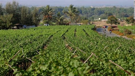 Visit Nashik, 'Wine Capital of India,' and Sula Vineyards | CNN Travel