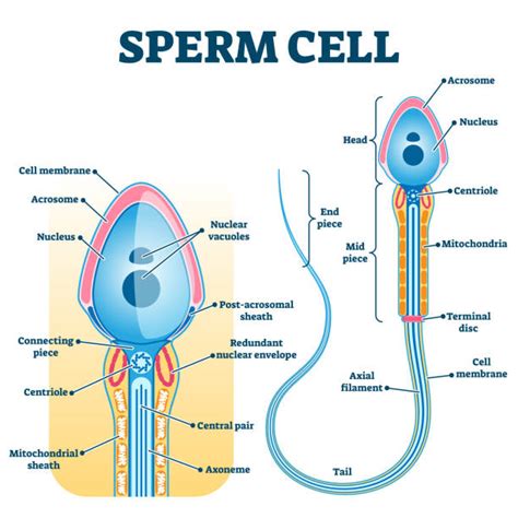 Labeled Sperm Cell Illustrations, Royalty-Free Vector Graphics & Clip ...