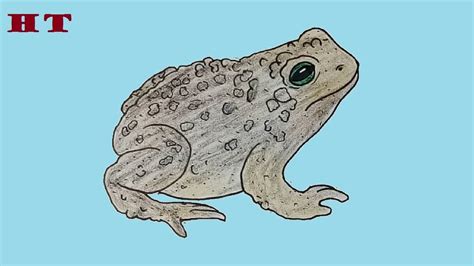 Toad Animal Drawing