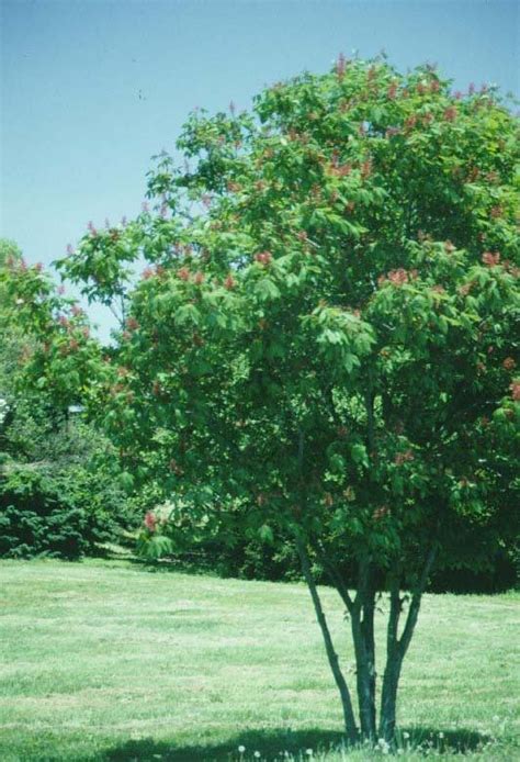 Red Buckeye - Tree selection - Landscape plants - Edward F. Gilman - UF ...