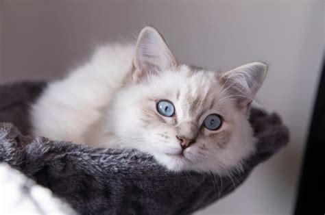 Ragdoll Breeders: Meet 16 Breeding Stars