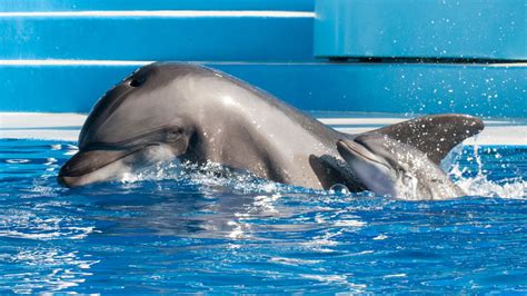 Baby bottlenose dolphin born at SeaWorld San Diego - ABC13 Houston