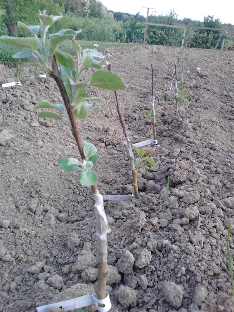 Replanting and Grafting Apple Trees - Doll's Orchards, LLCDoll's ...