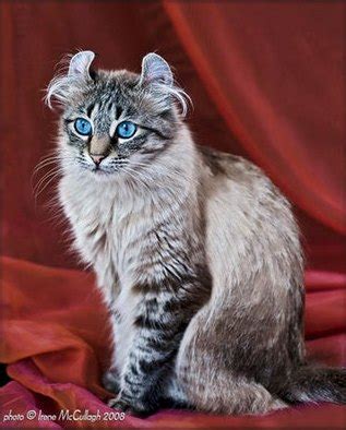 American Curl Cat - Breed Profile and Facts
