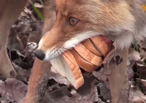 Video: This Fox in Chernobyl Makes a Better Sandwich Than You | OutdoorHub