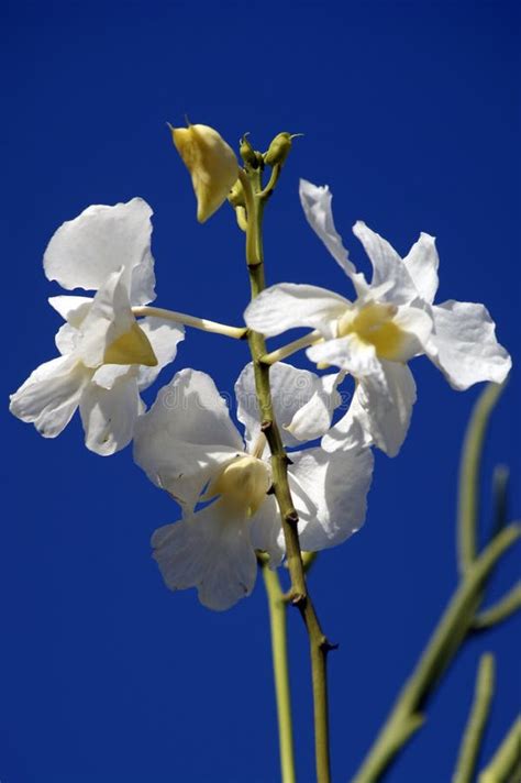 Wild Orchids. Borneo. stock photo. Image of saravak, botany - 14102498