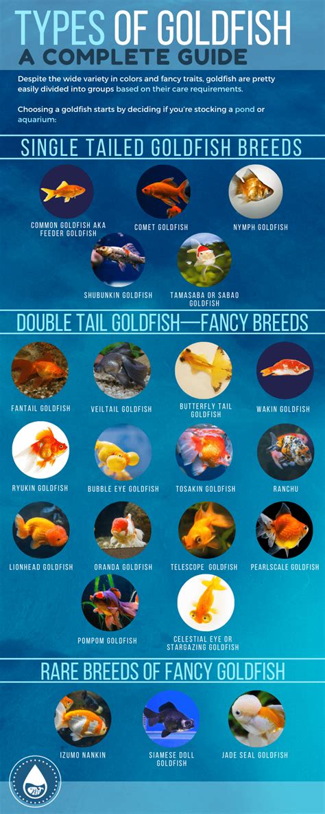 32 Popular Types Of Goldfish - Varieties You Can Have At Home