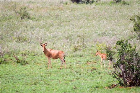 Hirola Antelope: Why Is It Endangered?