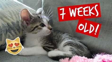 KITTEN UPDATE / 7 WEEKS OLD - YouTube