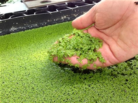 Feed Your Livestock AND Your Family With Prolific, Fast-Growing Duckweed - Off The Grid News