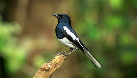 The Oriental Magpie-Robin - Taman Safari Bali