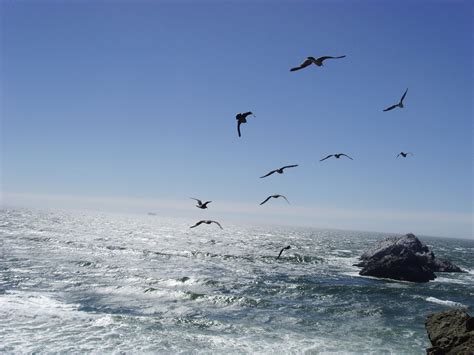 Seagulls Flying Over Ocean Free Stock Photo - Public Domain Pictures