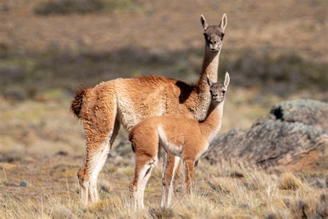 El guanaco es una "oportunidad única" para la Patagonia: estos son los motivos - El Economista