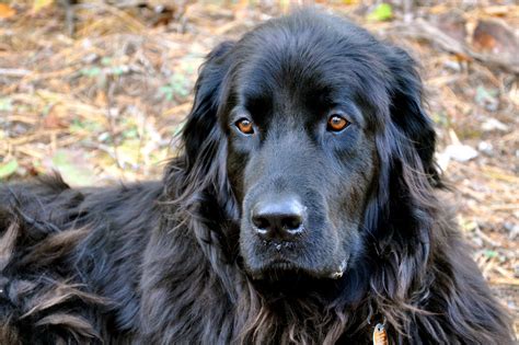 Paw Print Genetics - The Newfoundland, the PICALM gene, and the SAS Controversy