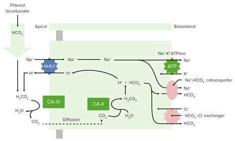 Carbonic Anhydrase Inhibitors | Concise Medical Knowledge