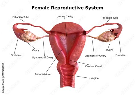 female reproductive system. Internal view of the uterus with cross ...