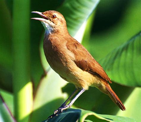 Birds of the World: Rufous hornero