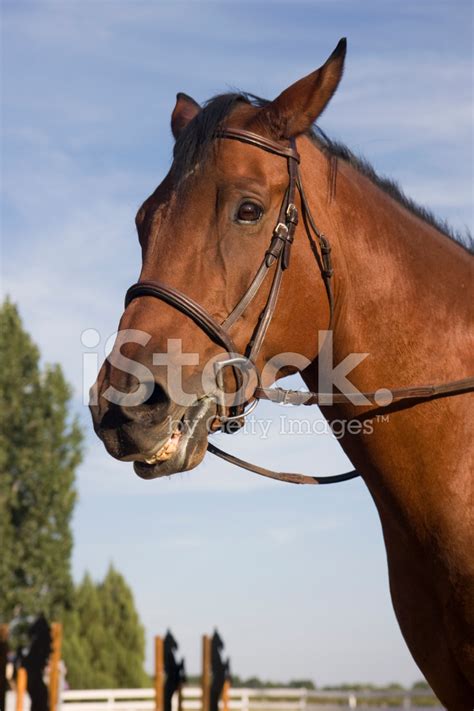 Portrait Of Bay Horse On Jumping Arena Stock Photo | Royalty-Free ...