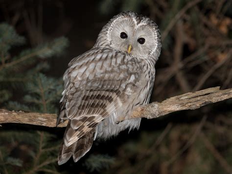 Do Owls Eat Bats? - Sonoma Birding