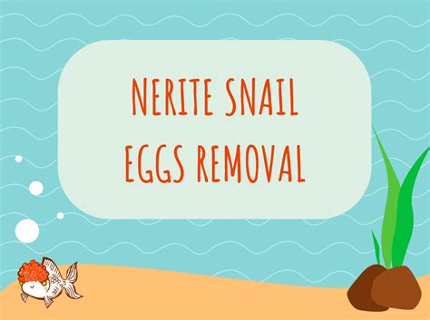 Nerite Snail Eggs Removal: A Step-by-Step Guide