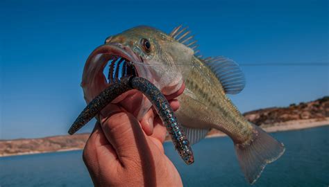 Top 3 Best Plastic Worms Most Effective for Bass Fishing