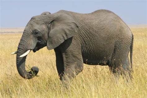 Thank God for Elephants and Sauropods – Science, POLITICS, & Religion