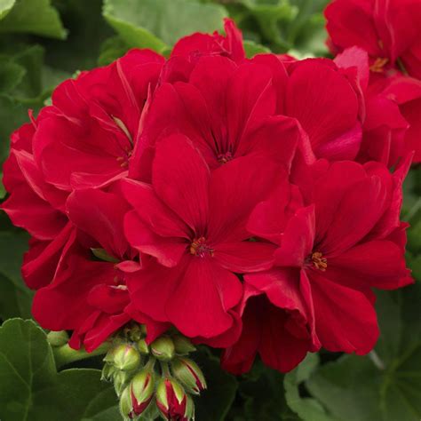 Calliope Crimson Flame Geranium - Pahl's Market - Apple Valley, MN