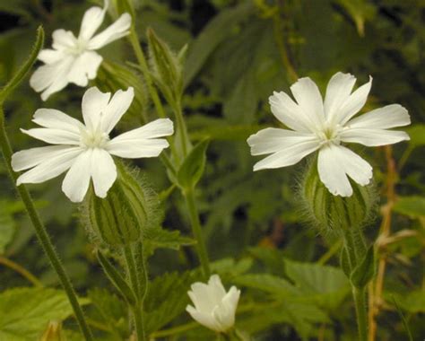 Vegetable: Campion, White | Center for Agriculture, Food, and the ...