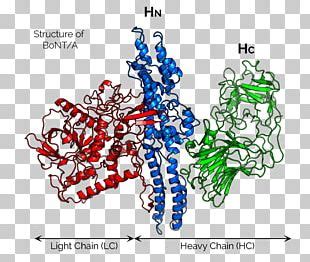 Botulinum Toxin Chemical Structure Clostridium Botulinum PNG, Clipart ...