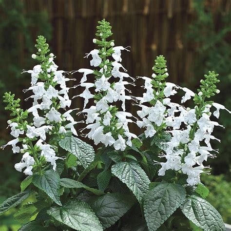 Summer Jewel White Salvia Seeds | Salvia plants, Flower seeds, Annual ...