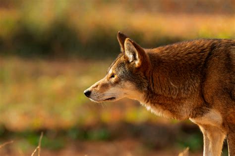 $575K Raised for ASU's Red Wolf Conservation & Research Center ...