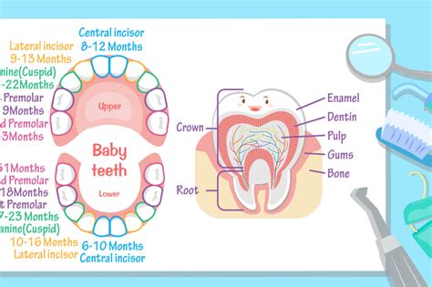 Teeth Eruption Chart: What To Expect (For Parents)