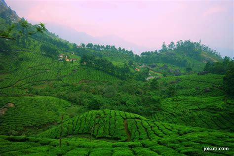 The amazing tea plantations of Munnar - világevő