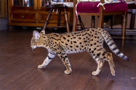 14 Incredible Facts About the “Home Leopard” Known As Safari Cat | PetPress